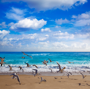 beach with seagulls